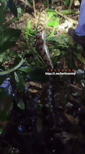 woman swallowed python indonesia