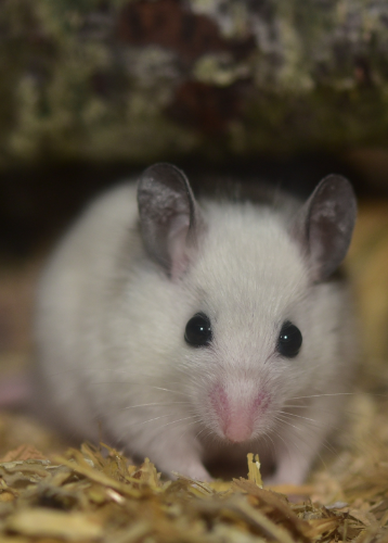 man amputating mouse