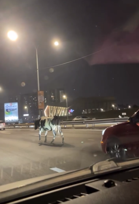cow walking highway