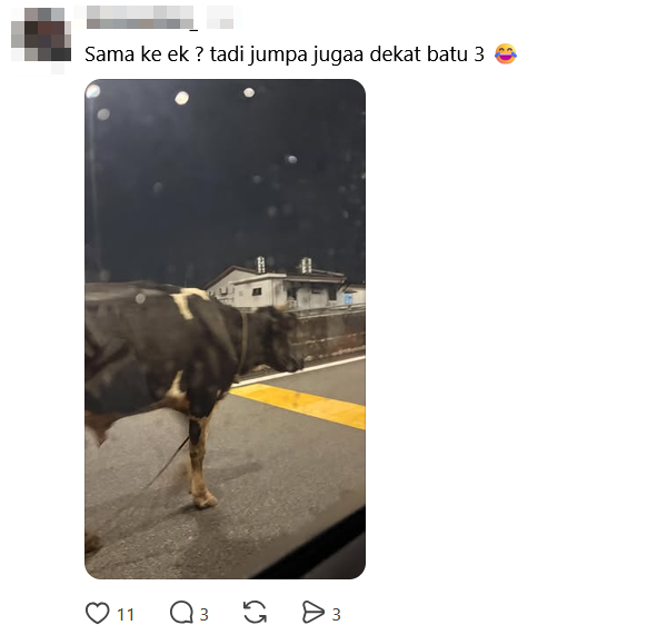cow walking highway