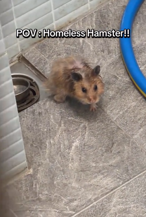 woman hamster drain