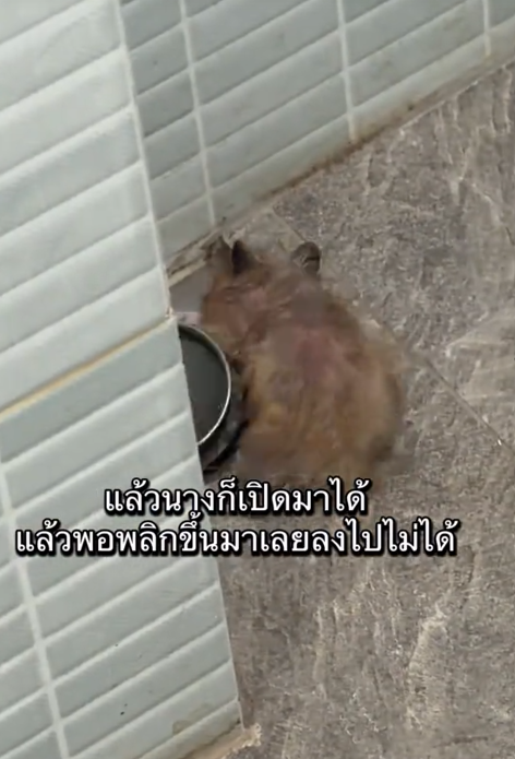 woman hamster drain