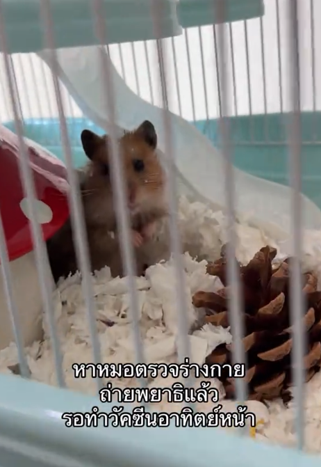 woman hamster drain