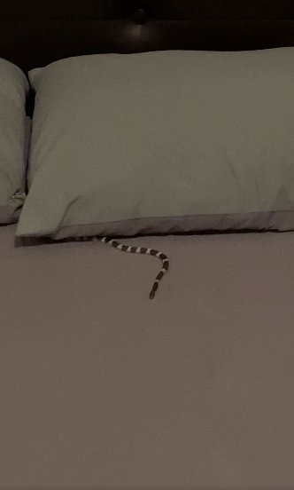 woman snake bed