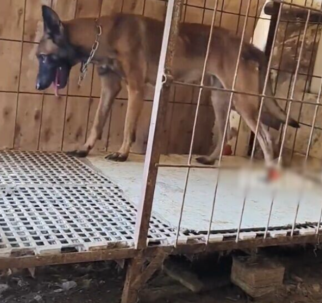 dog home flood