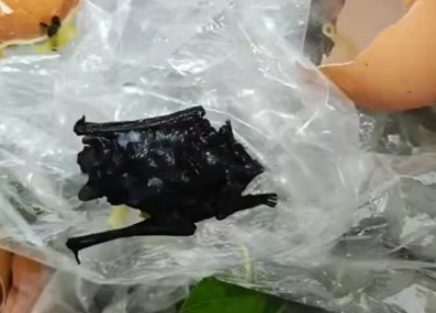 bat food china
