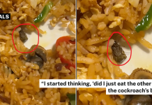 cockroach fried rice