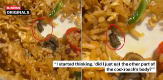 cockroach fried rice