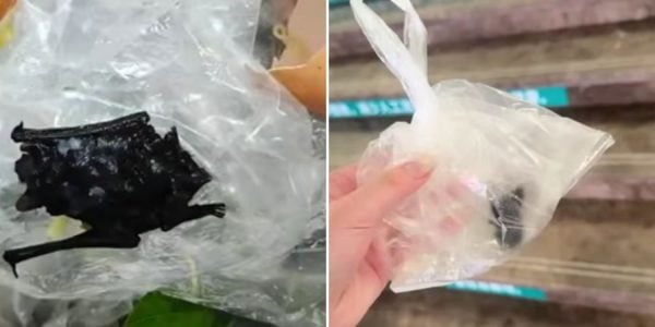 bat food china