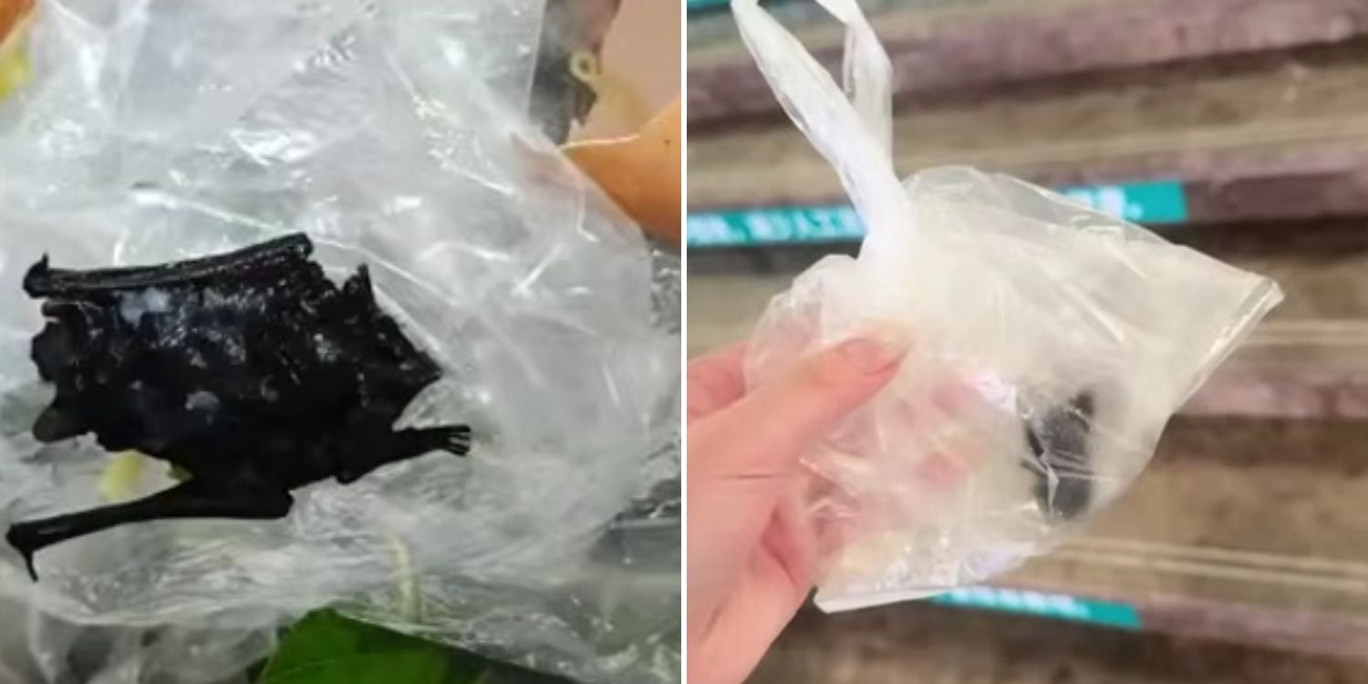 bat food china