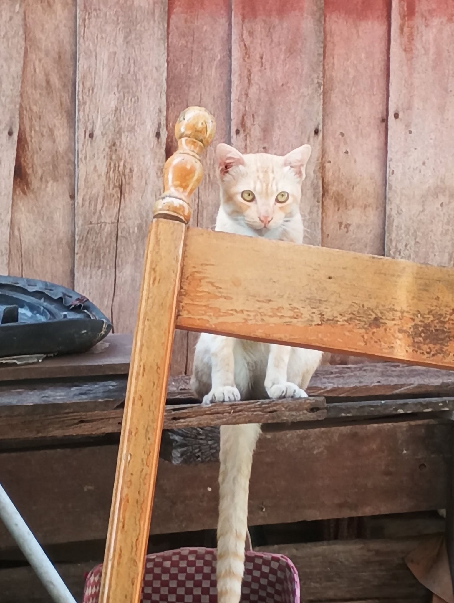 cat