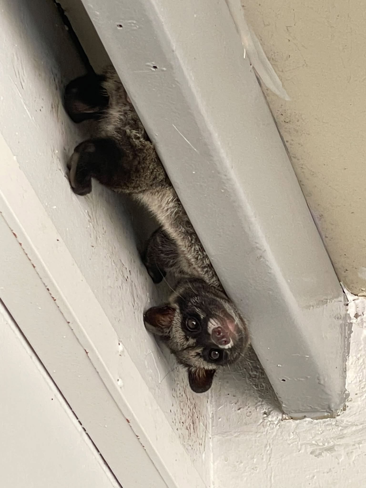civet hdb ceiling