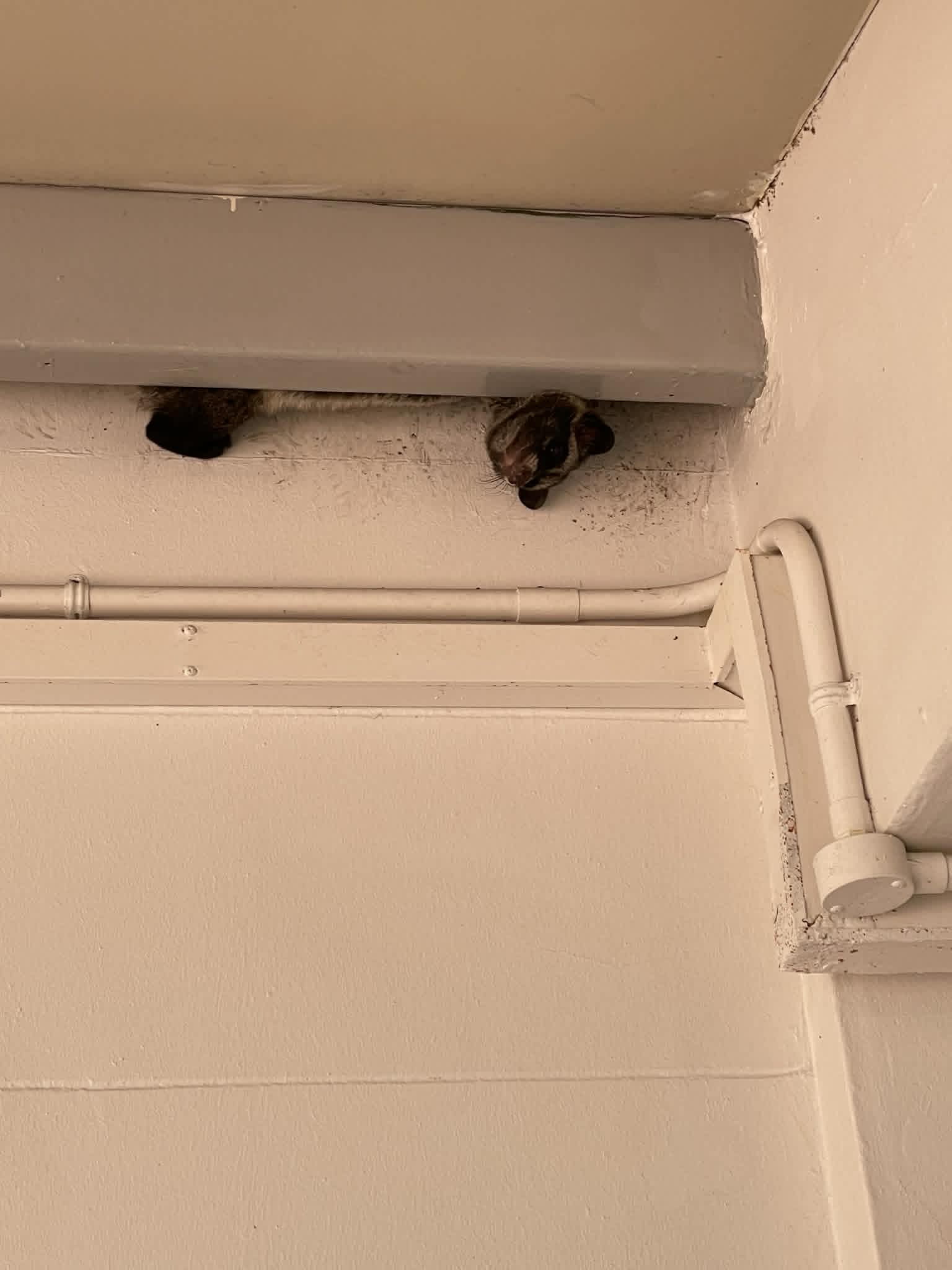 civet hdb ceiling