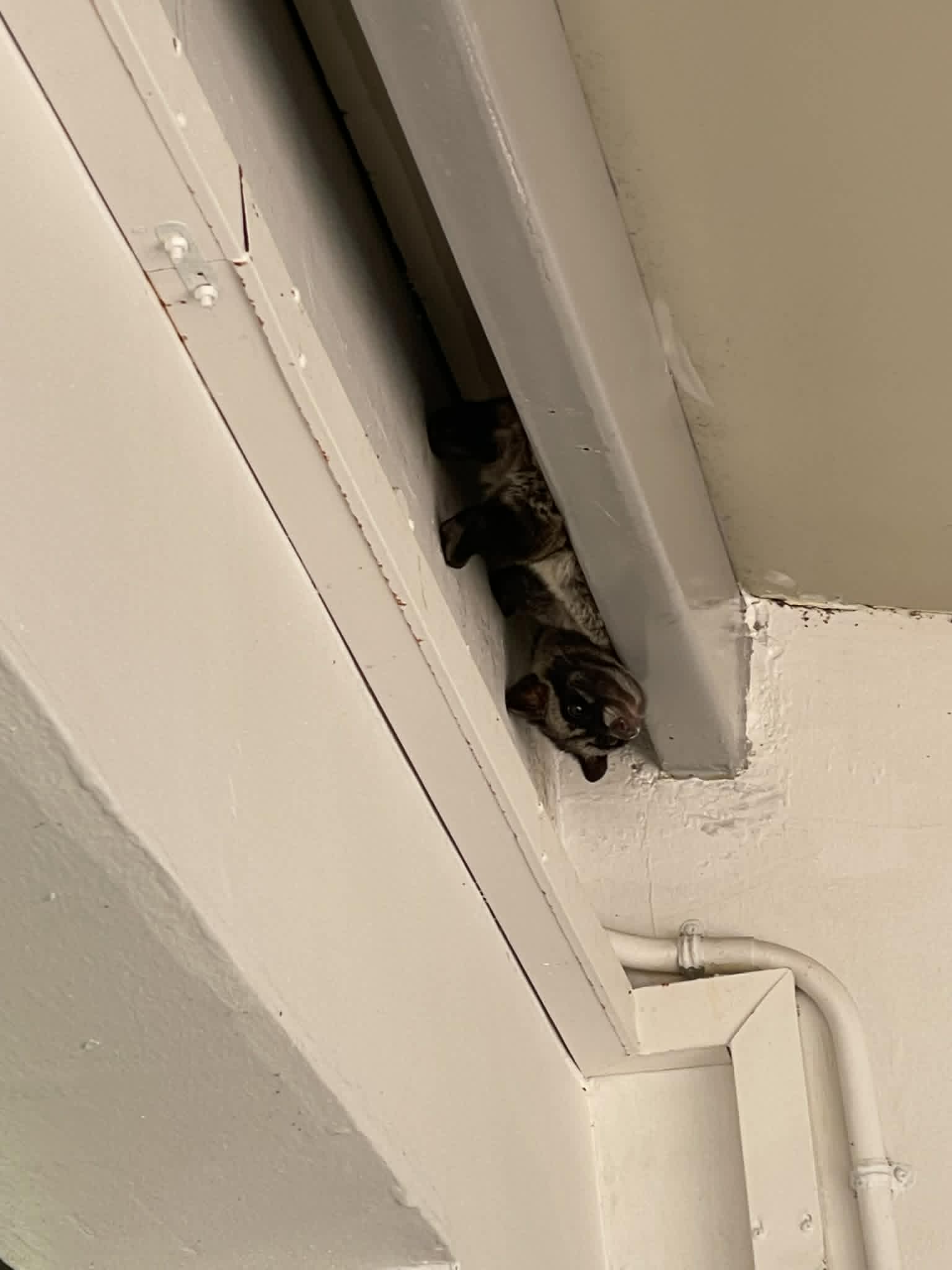 civet hdb ceiling