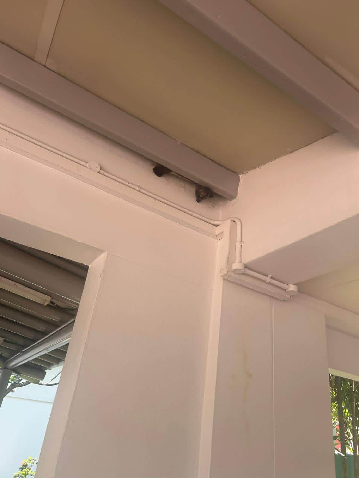 civet hdb ceiling