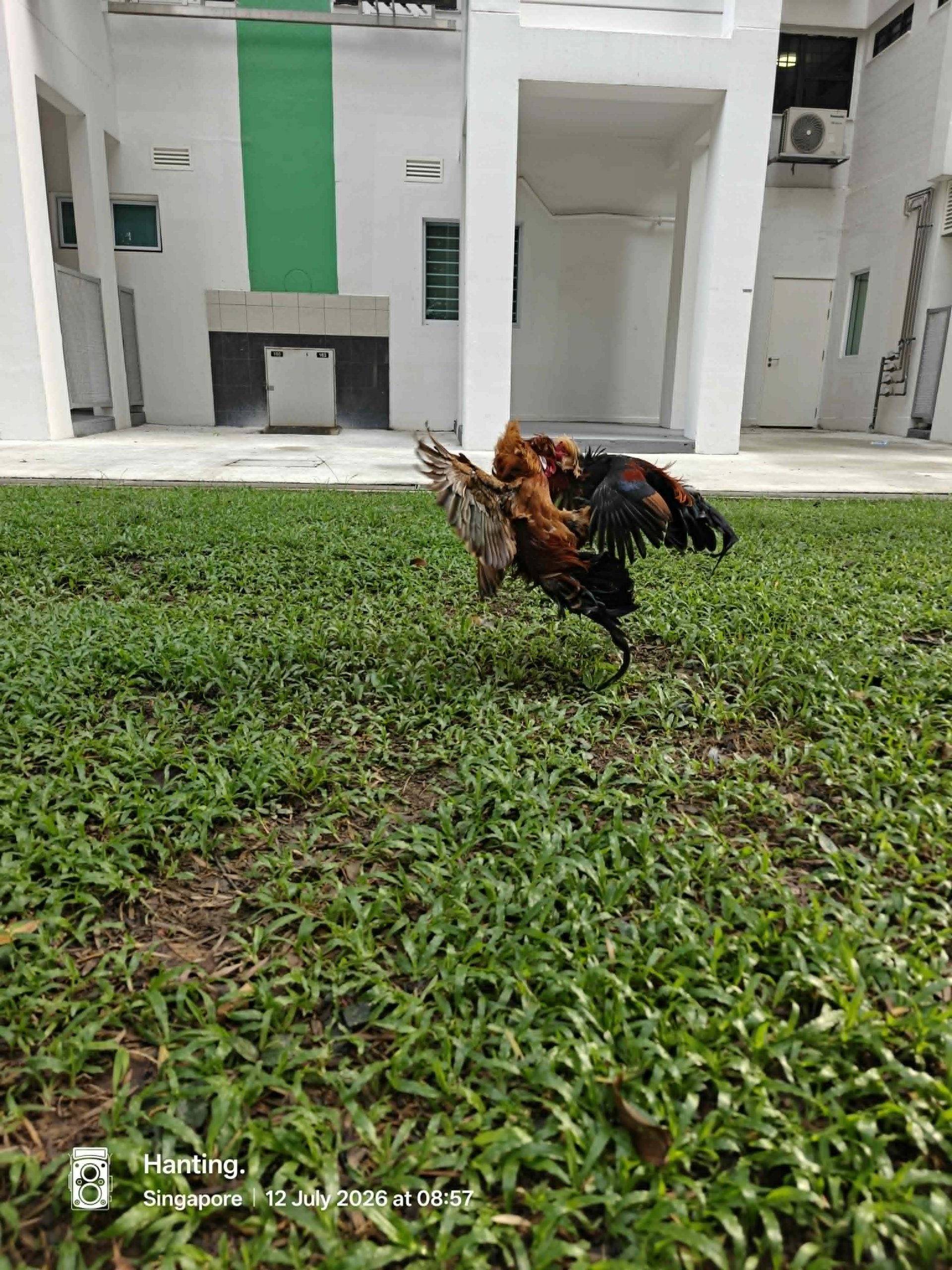 roosters cockfight hdb