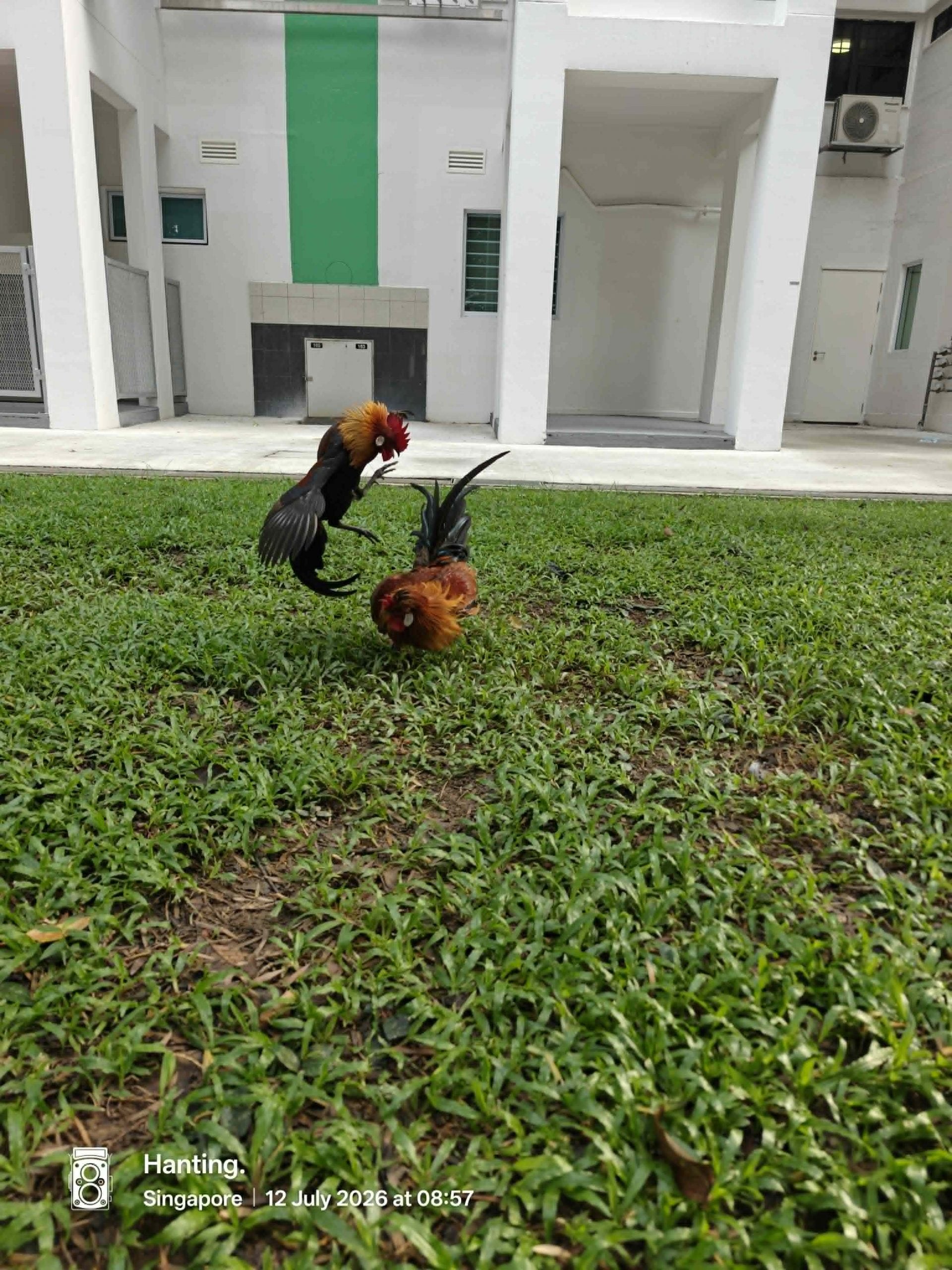 roosters cockfight hdb