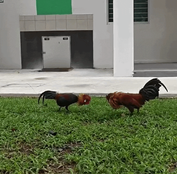 roosters cockfight hdb