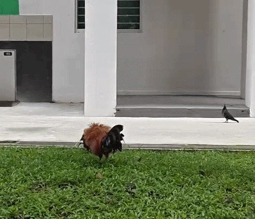 roosters cockfight hdb
