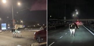 cow walking highway