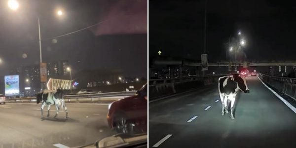 cow walking highway