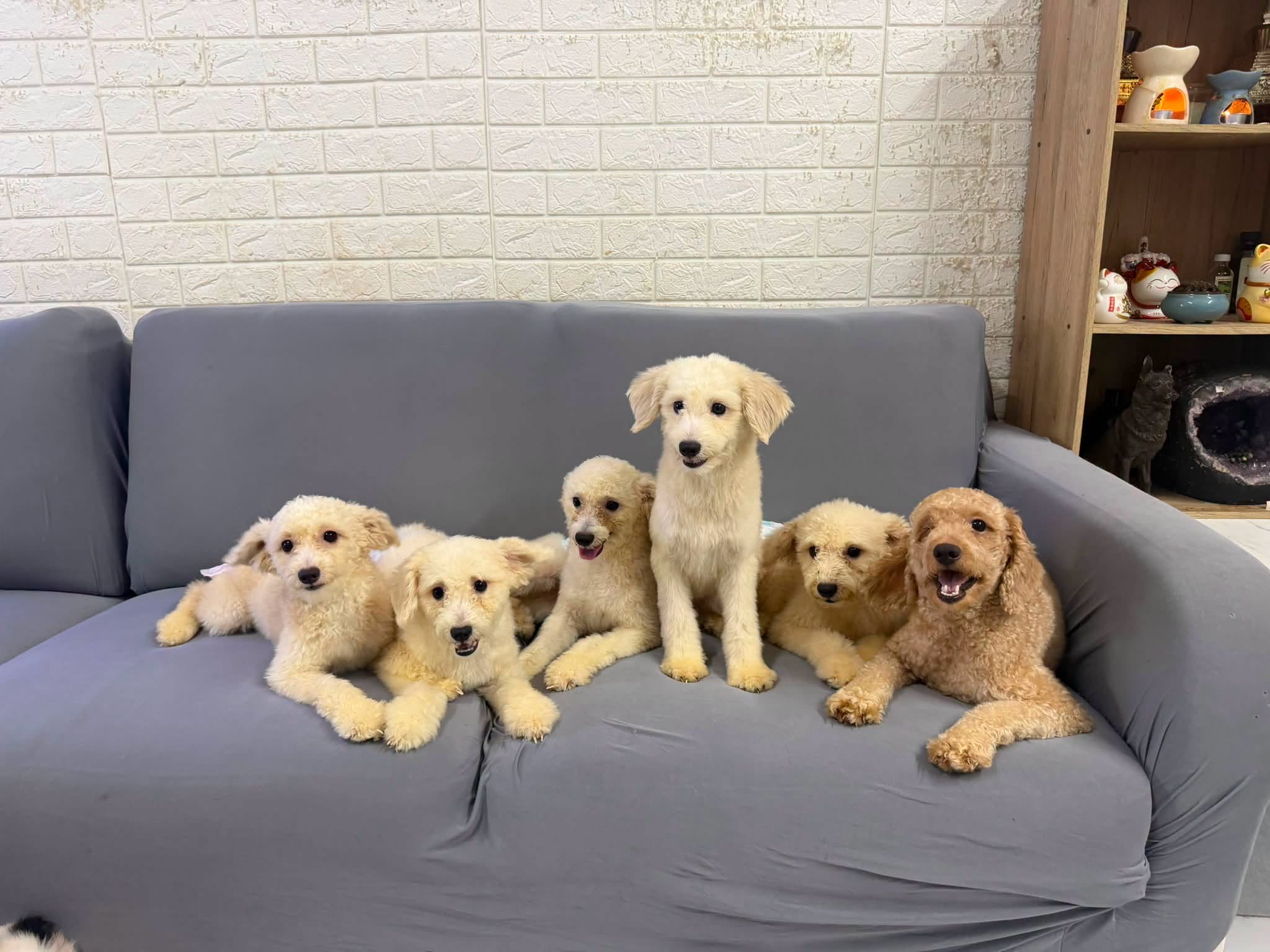 rescued dogs adoption