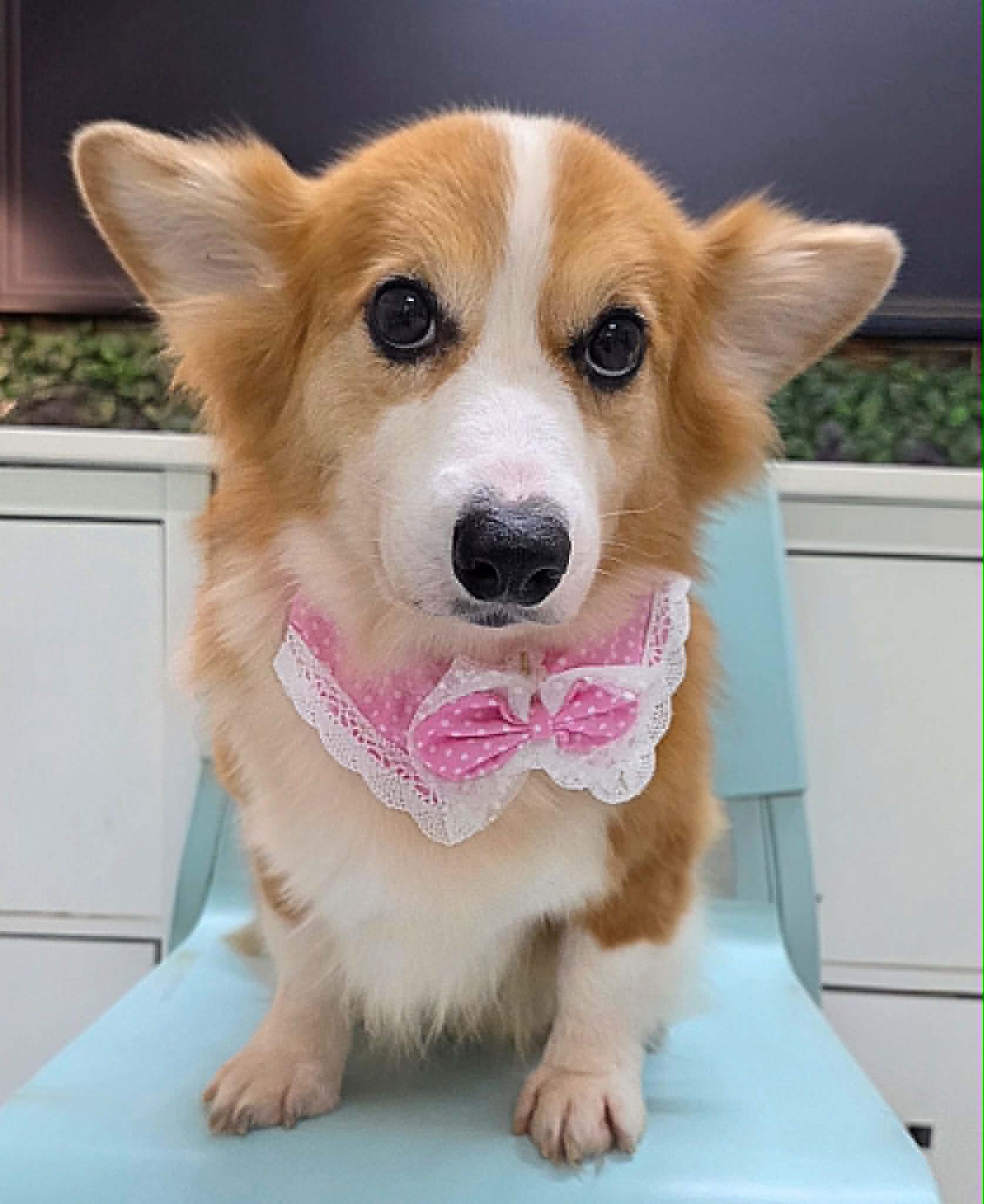 rescued dogs adoption