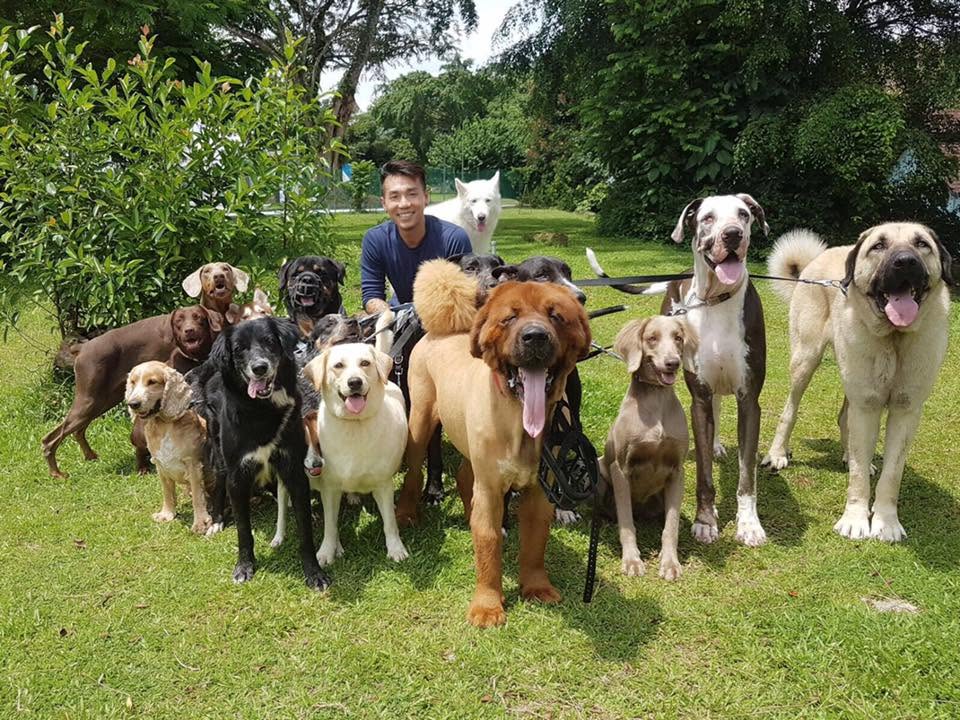 rescued dogs adoption