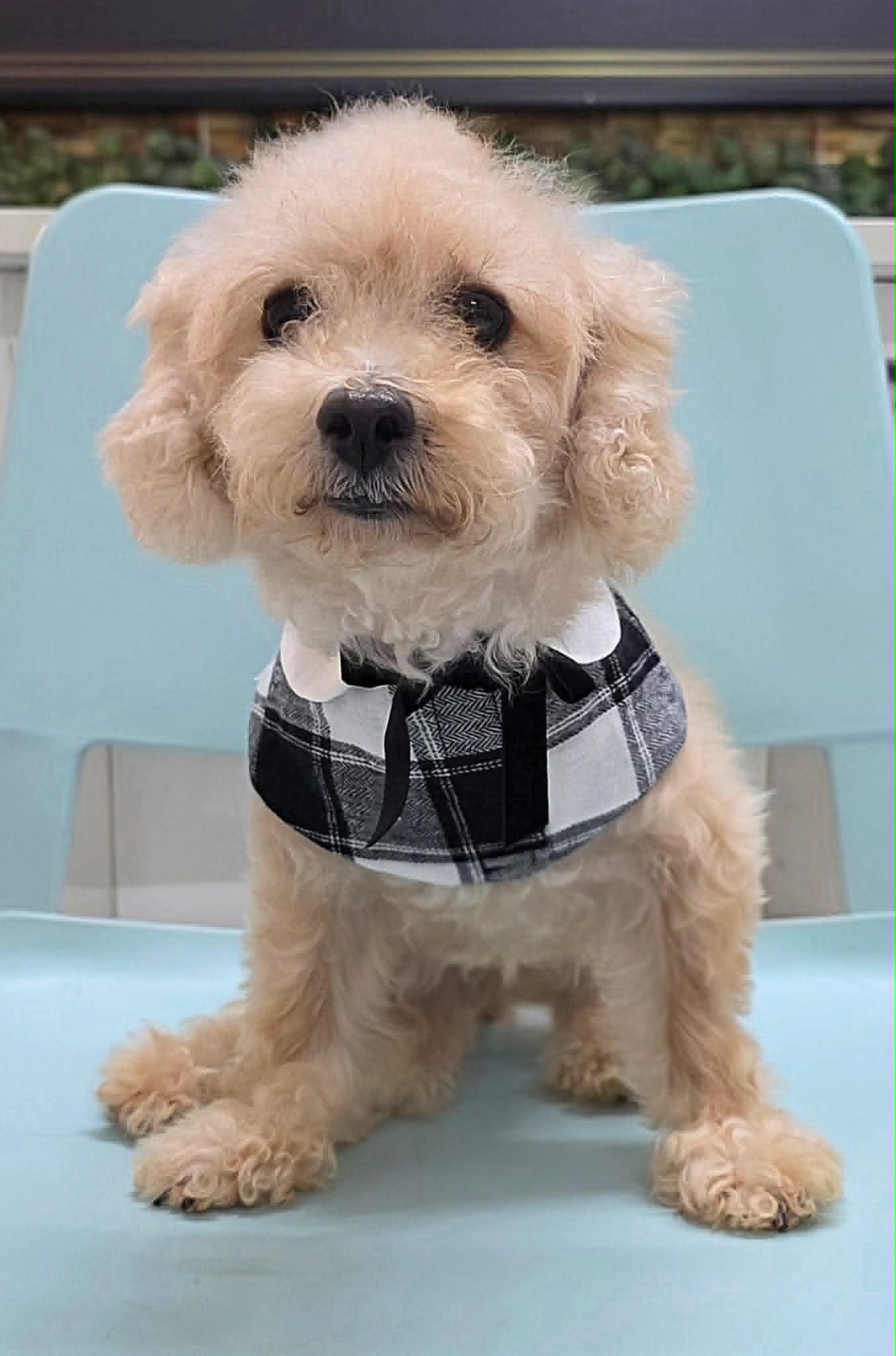 rescued dogs adoption