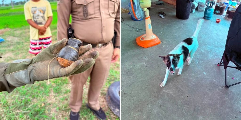 dog grenade home