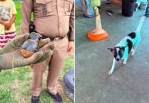 dog grenade home