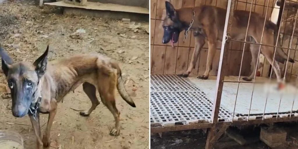 dog home flood