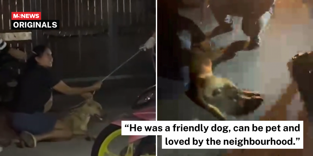 dog killed by group
