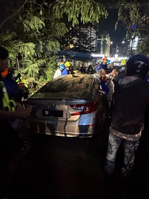 tree crushed car