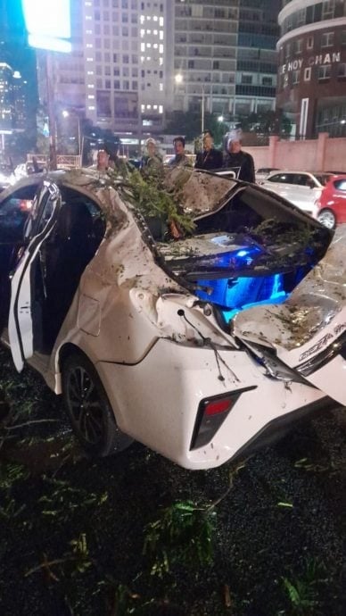 tree crushed car