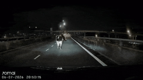 cow walking highway