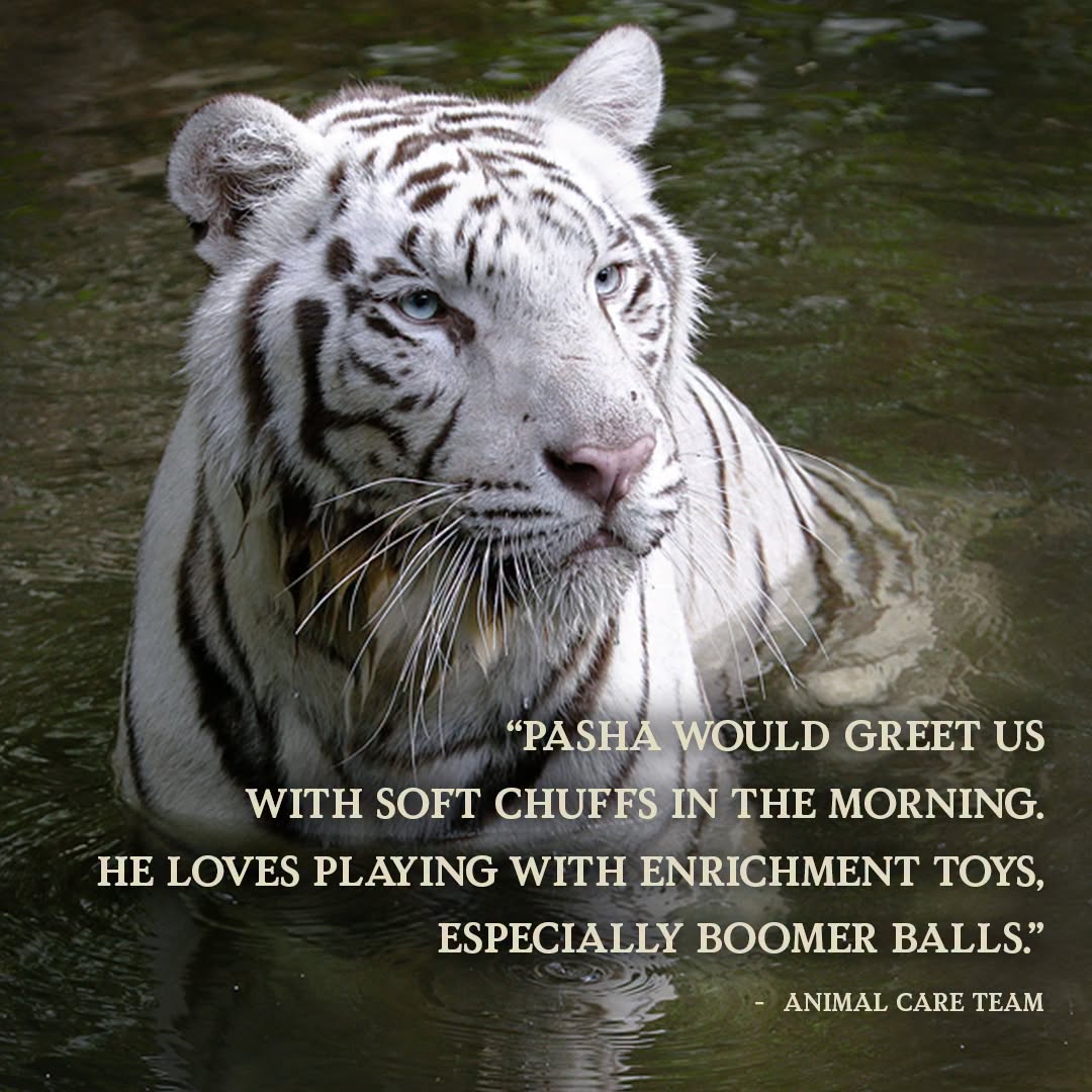 white bengal tiger pasha