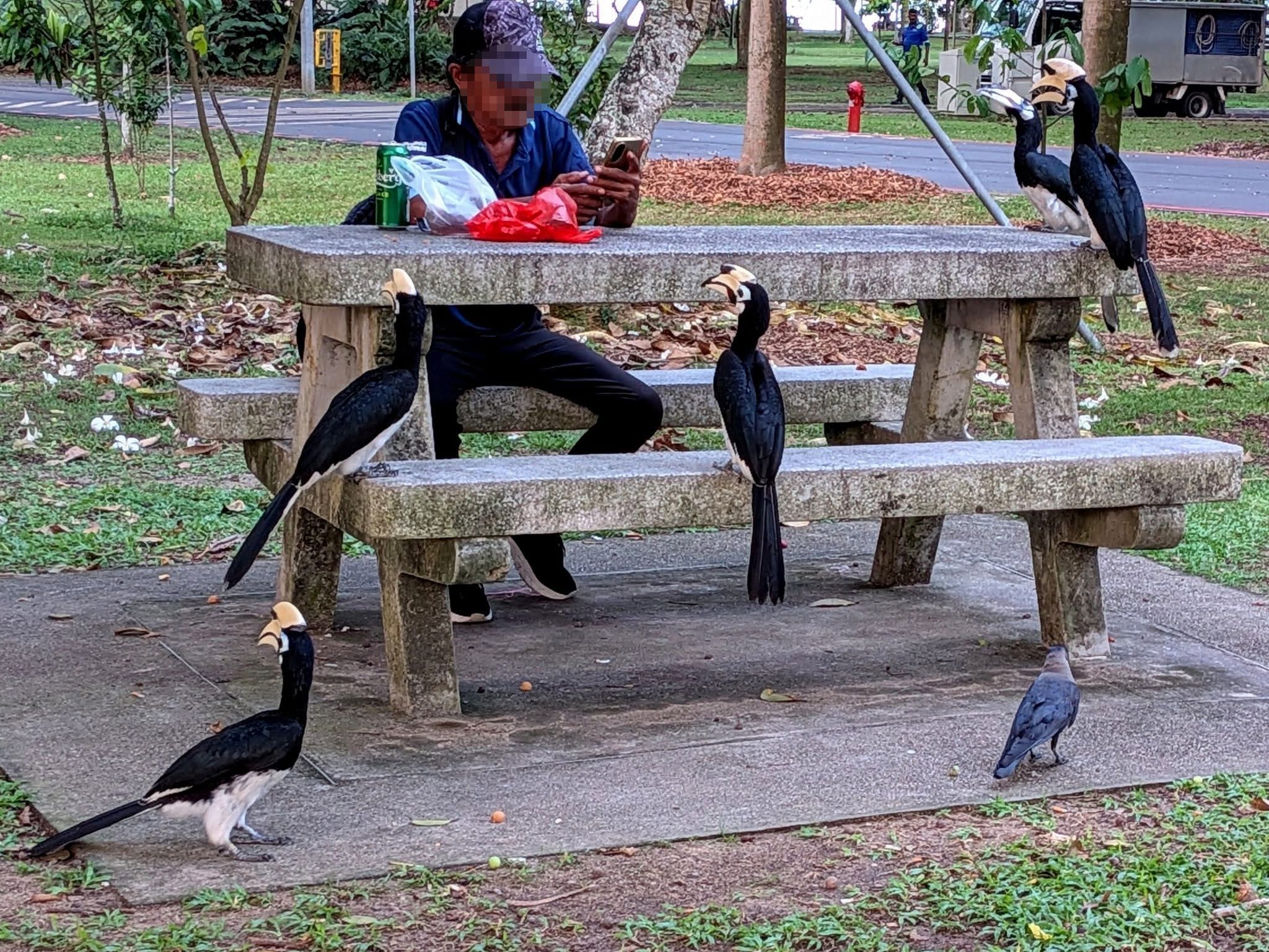 man bench hornbills