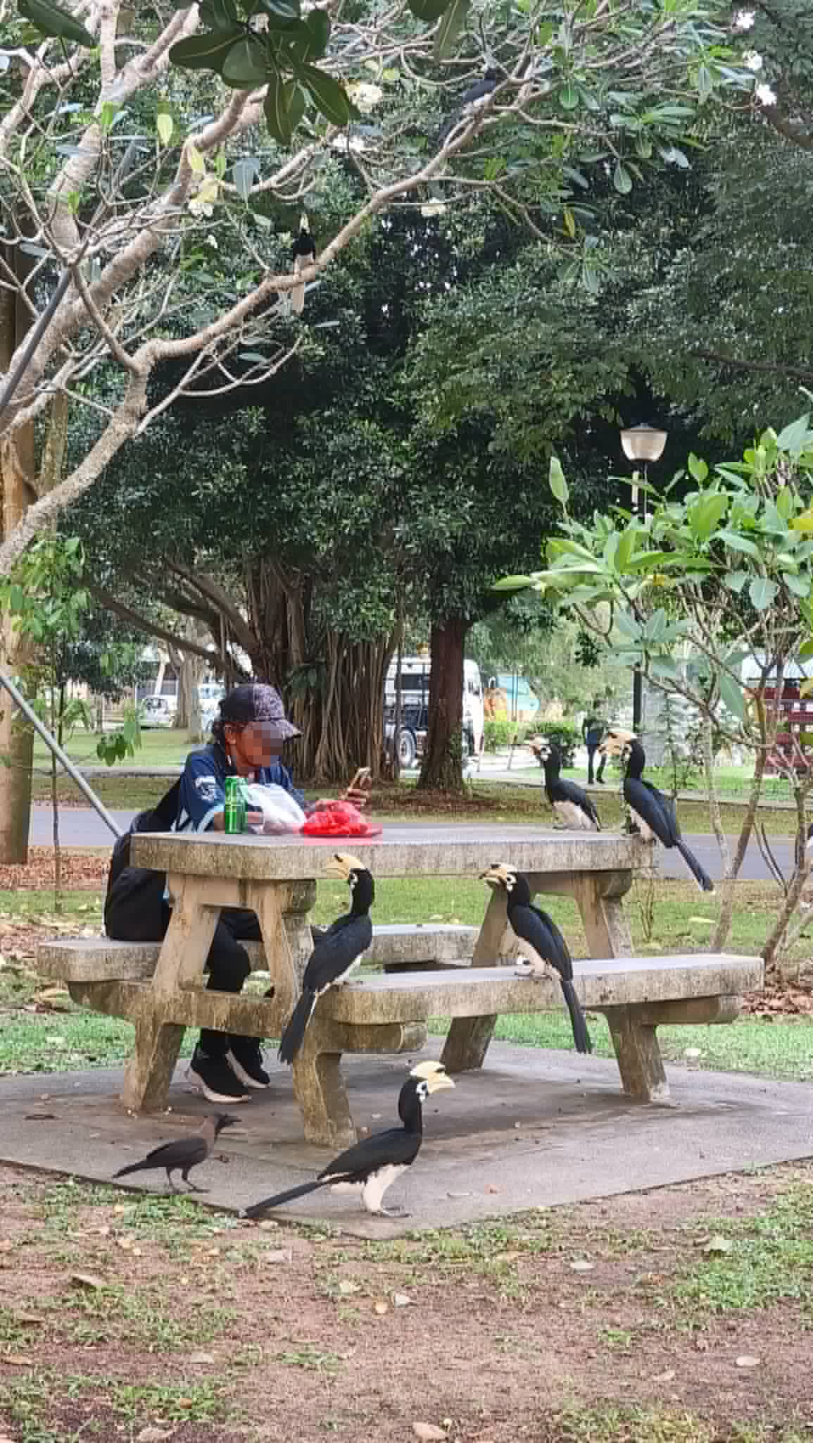 man bench hornbills