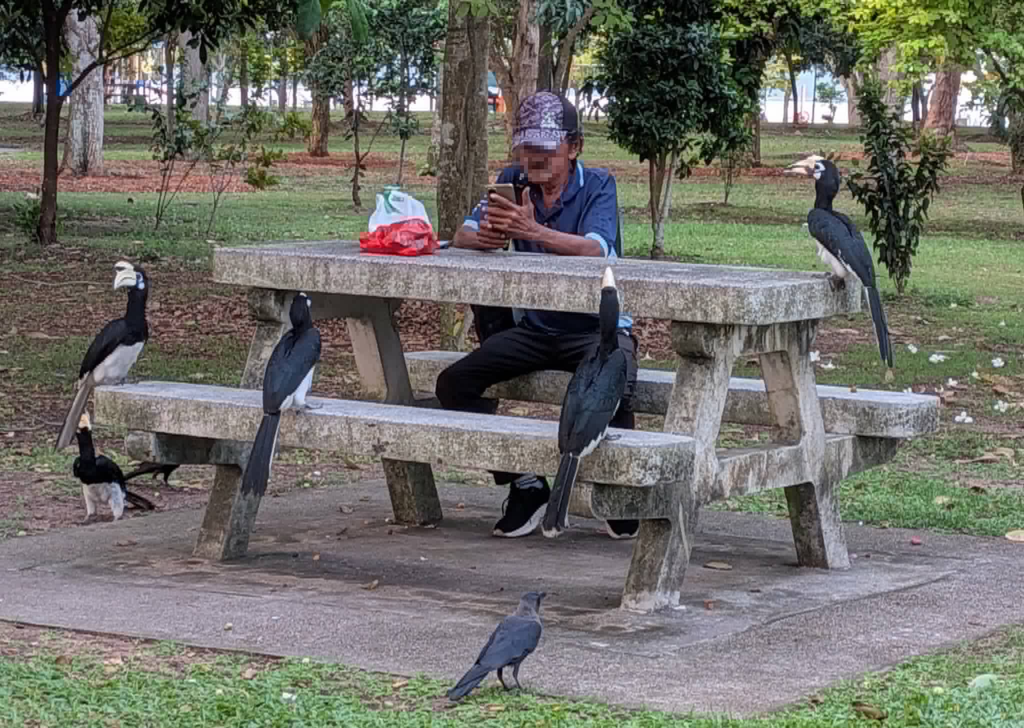 man bench hornbills