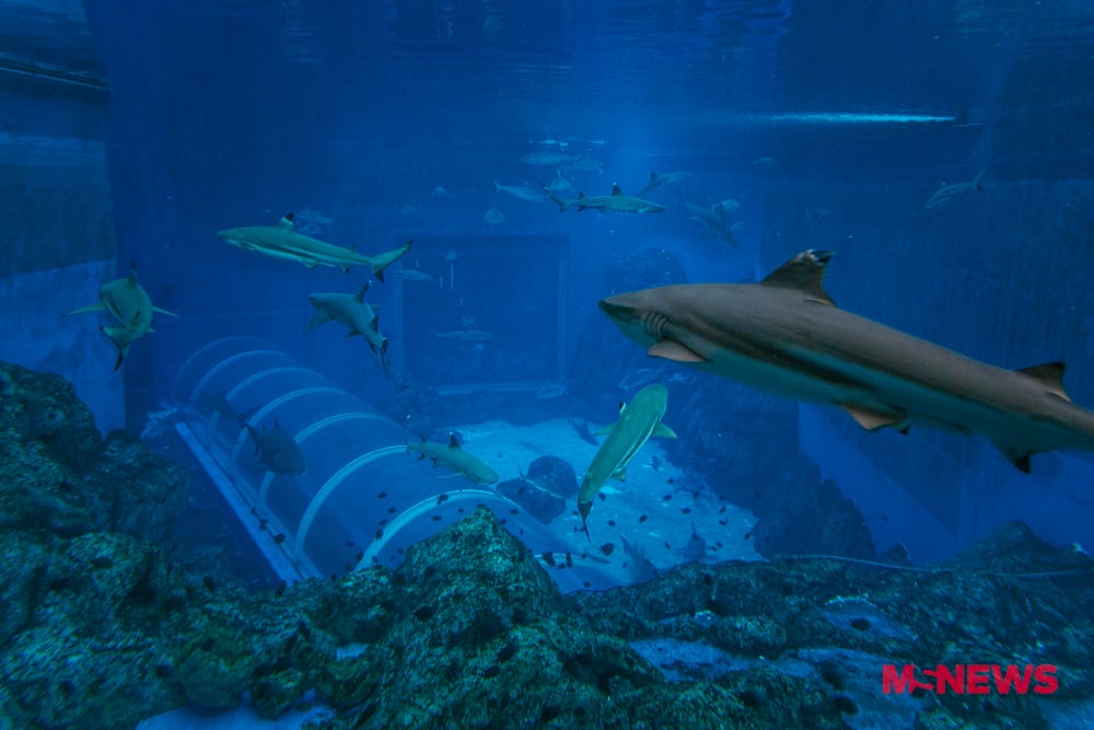 singapore oceanarium sharks