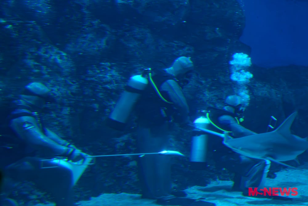singapore oceanarium sharks
