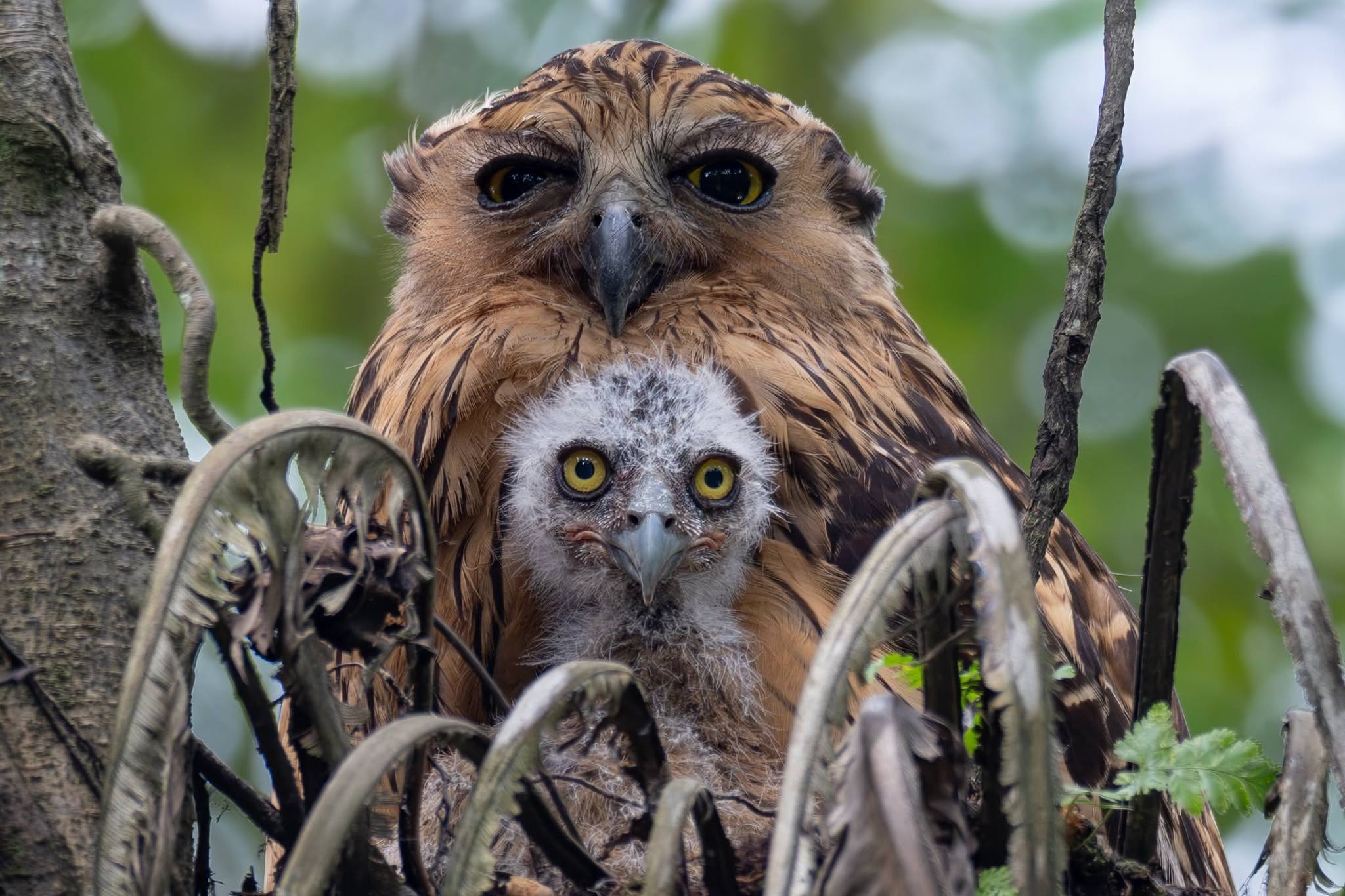 owl parents chick