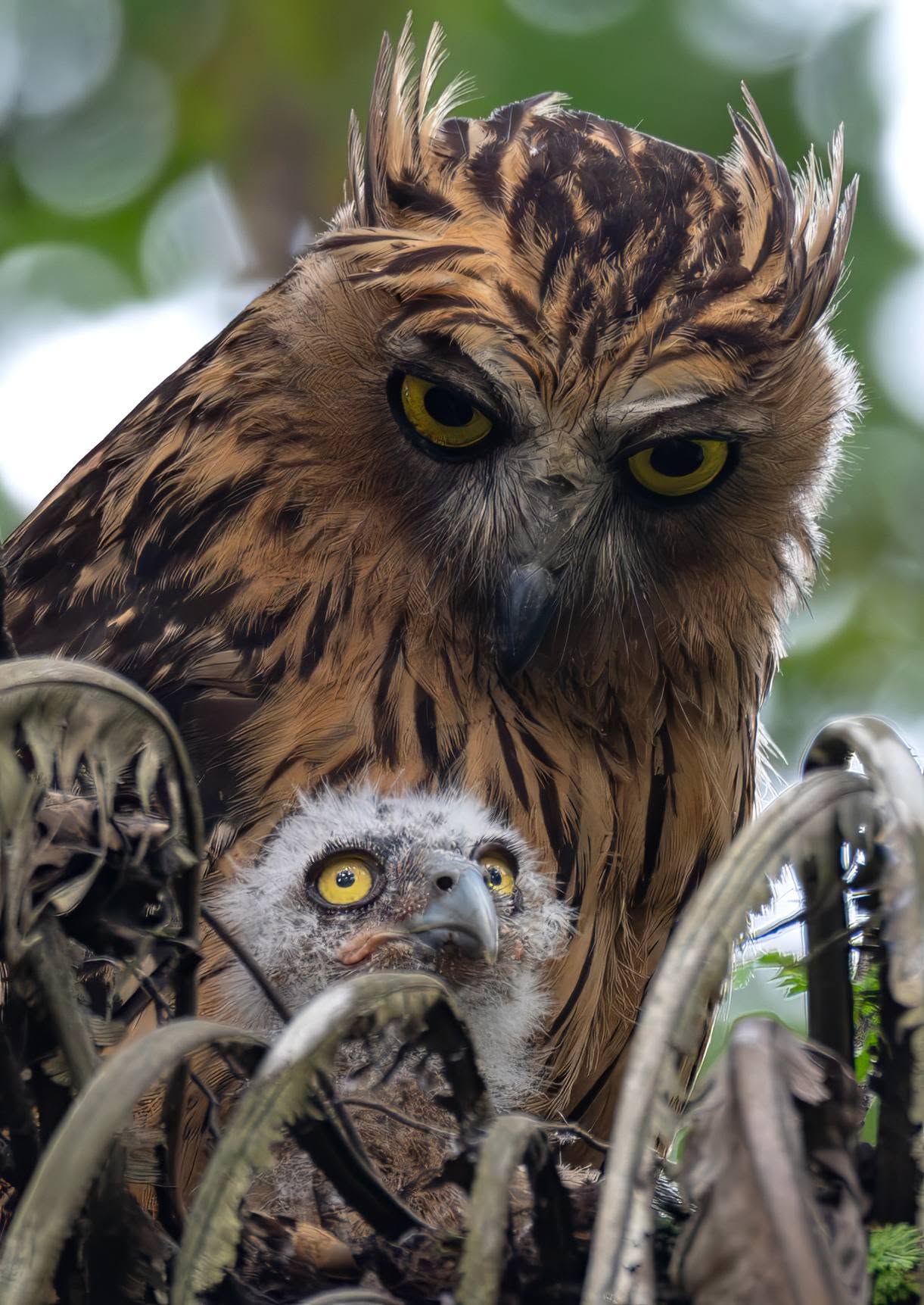 owl parents chick