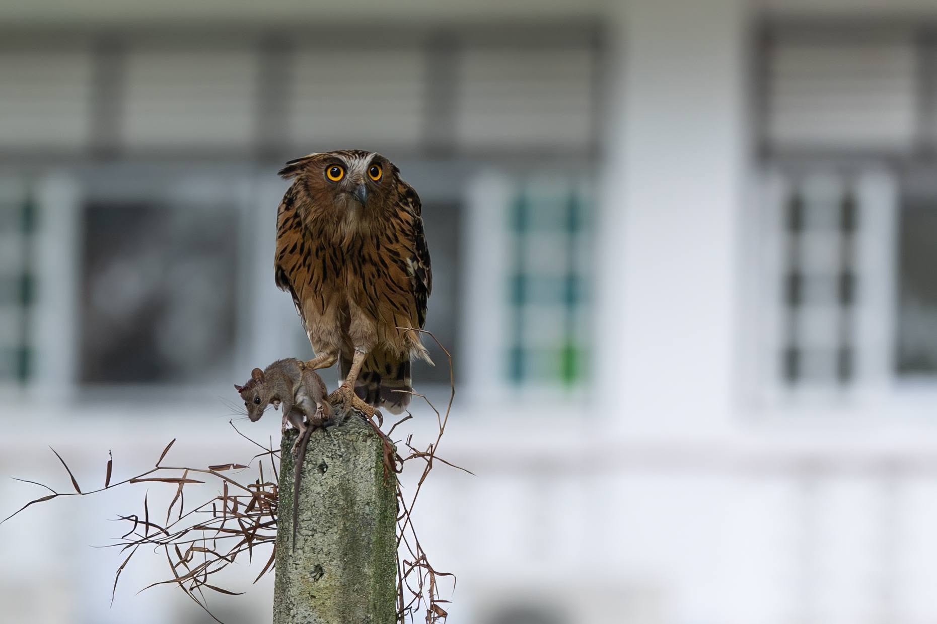 owl parents chick
