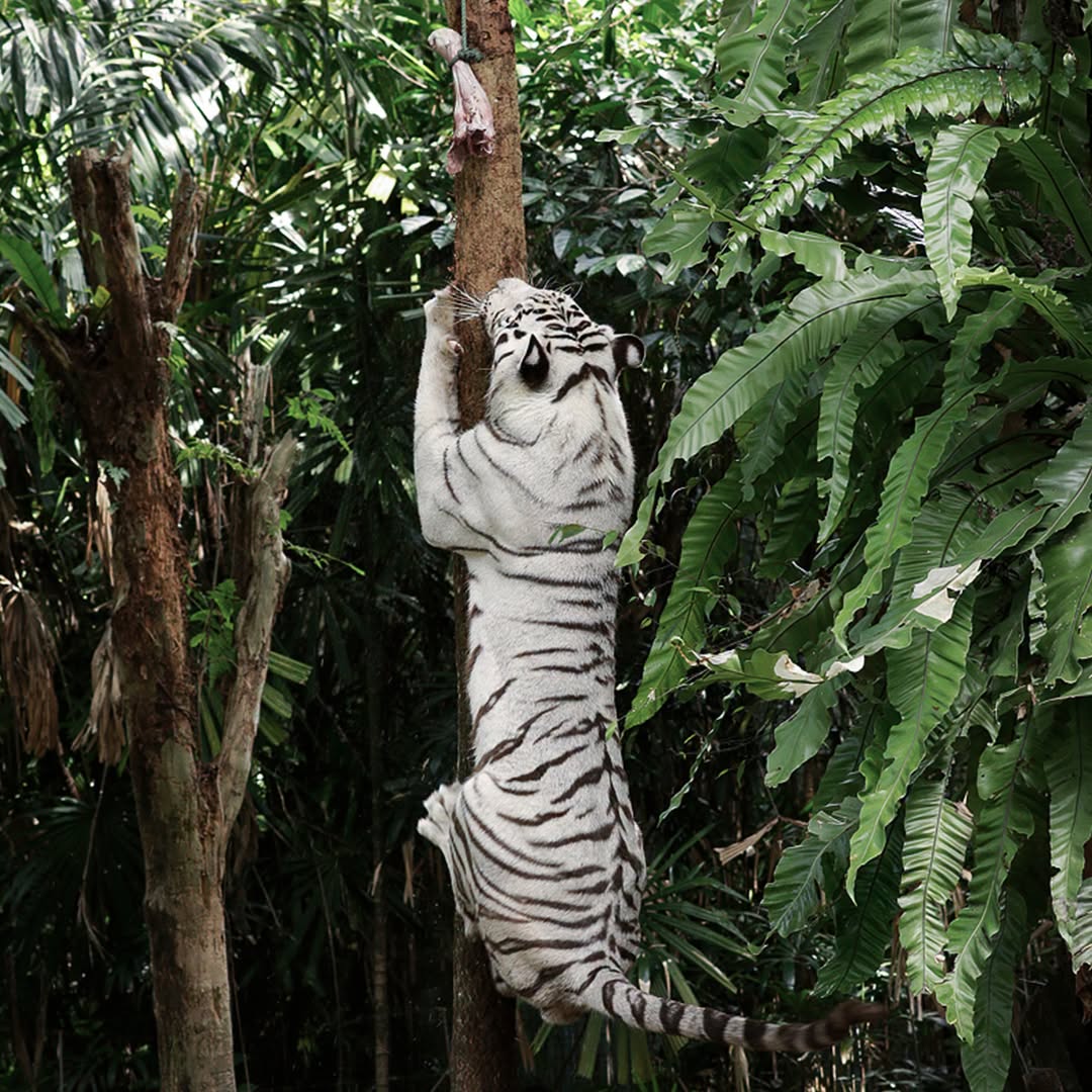white bengal tiger pasha