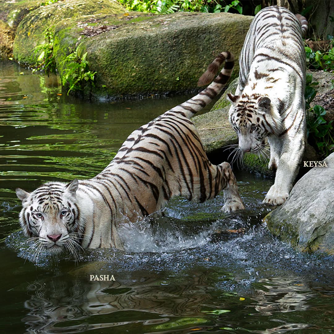 white bengal tiger pasha