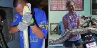 python house cats