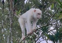 rare white monkey philippines