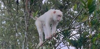 rare white monkey philippines